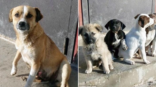 딩카와 딩카의 새끼 강아지들.