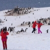 “펭귄 만지지마!”…중국인 관광객, 남극까지 점령