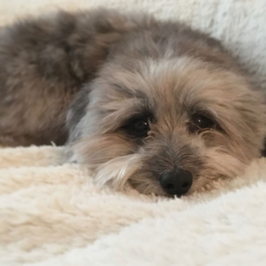 로피는 이번 소동으로 가벼운 부상을 당했지만, 현재 건강을 회복하고 안정을 되찾은 것으로 전해졌다.(사진=캐롤라인 프랜시스/페이스북)