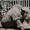 [와우! 과학] 최후의 한마리…멸종 앞둔 수컷 북부흰코뿔소