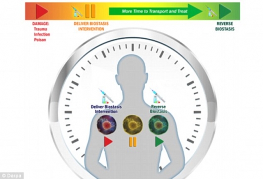 방위고등연구계획국(DARPA)은 다친 병사의 생체 시간을 늦춰 골든 타임을 확보하겠다는 계획에 따라 최근 연구를 시작했다.