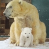 英서 25년 만에 탄생한 북극곰…인형처럼 귀여운 외모