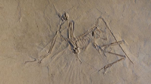 시조새 화석 표본(PASCAL GOETGHELUCK/ESRF)