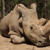 [와우! 과학] 최후의 수컷 북부 흰코뿔소 안락사…사실상 멸종되다