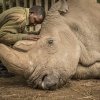 지구상 최후의 수컷 북부 흰코뿔소 ‘마지막 사진’ 공개