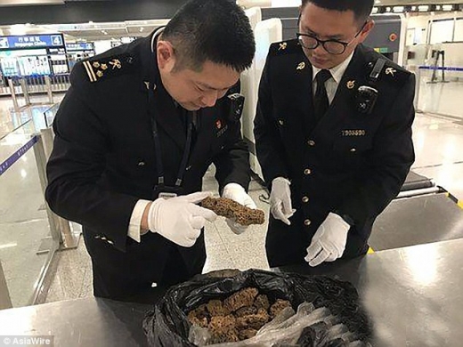 세관 직원이 남성이 들고 온 개미 집락을 보고 있다.