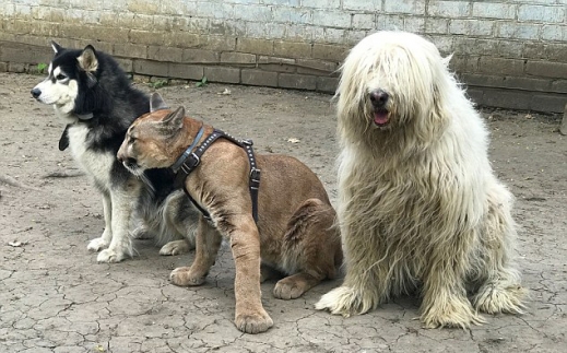 메시 몸집은 큰 개와 견줘도 절대 지지 않을 정도다.