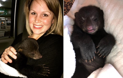 재활훈련사 빌리 젠킨스는 영양 실조 상태에 있었던 새끼 곰에게 약간의 염소 젖을 먹여 회복시키는 데 성공했다.