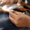 심폐소생술로 다람쥐 생명 구한 청년들(영상)