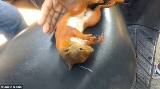 청년은 다람쥐의 심장이 뛰기시작하자 등을 어루만졌다.