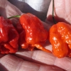 [생활의 발견] “지나치게 매운 고추 먹으면 뇌에 치명적”