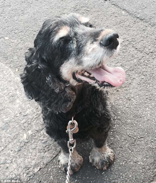 그가 기르던 애완견 하비. 넬은 가슴아프지만 모두를 위해 하비를 안락사하기로 했다.