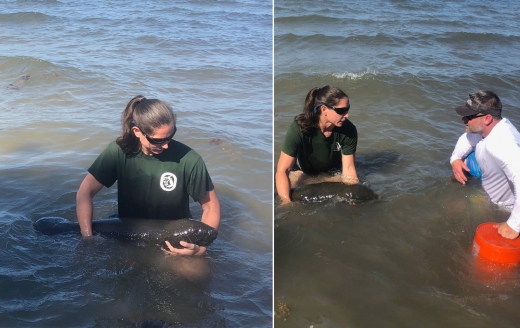 현장에 도착한 구조대는 즉시 새끼 매너티의 상태를 확인하고 즉시 인근 마이애미 수족관으로 옮겼다.(FWC/페이스북)