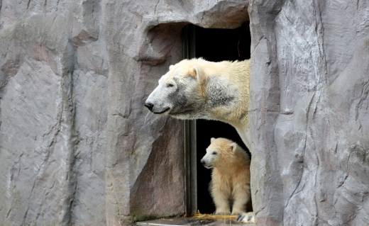 아기 북극곰 나누크가 어미 곰과 함꼐 첫 외출을 준비하고 있다.(EPA / 연합뉴스)