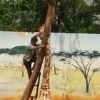 나뭇가지에 목 끼인 기린, 5시간 사투 벌였지만 결국