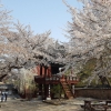 [윤기자의 콕 찍어주는 그곳] 그래도, 벚꽃은 피어야 되구요…영천 은해사(銀海寺)