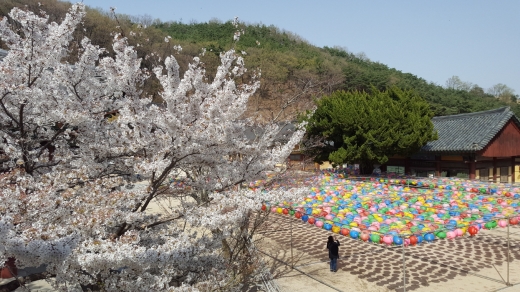 은해사의 벚꽃은 경내에 피어 있어 사찰의 상춘 분위기를 한껏 고양시킨다