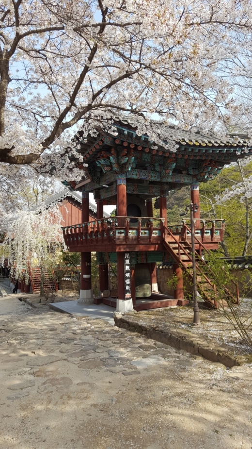 은해사 범종각에 위치한 벚꽃들. 꽃샘추위 호호바람에 벚꽃들이 분분히 떨어져 바닥에 흩어진다