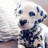 [반려독 반려캣] 완벽한 하트(♥) 코…달마티안 강아지 화제