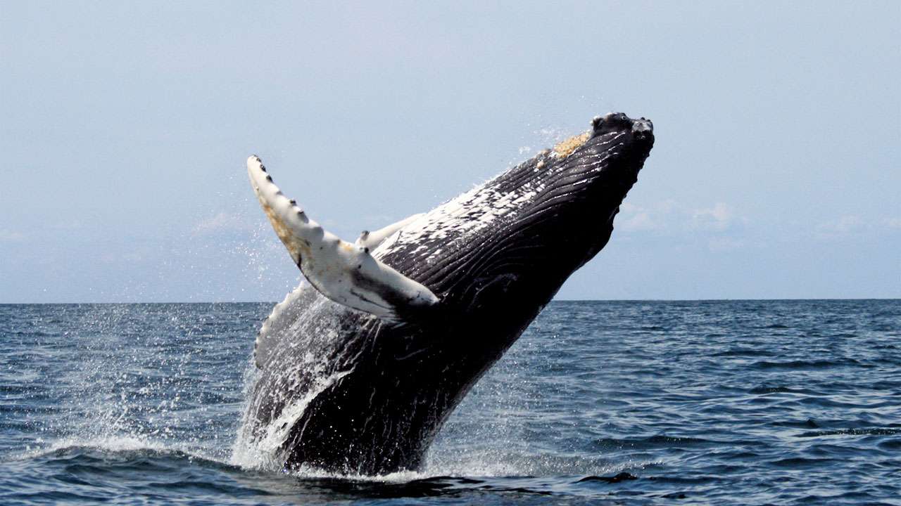 흰 수염 고래 크기