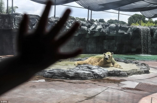 뻗뻗하게 걷는 이누카는 좋아하던 공놀이도 수영도 줄이고 가만히 쉬는 것을 택했다.