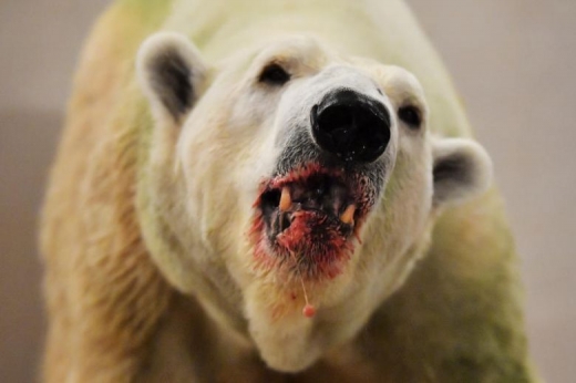 이도 빠지고 피도 나는 이누카. (사진=더 스트레이츠 타임)