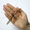 일반 모기 10배 크기… ‘세계 최대 모기’ 中서 발견