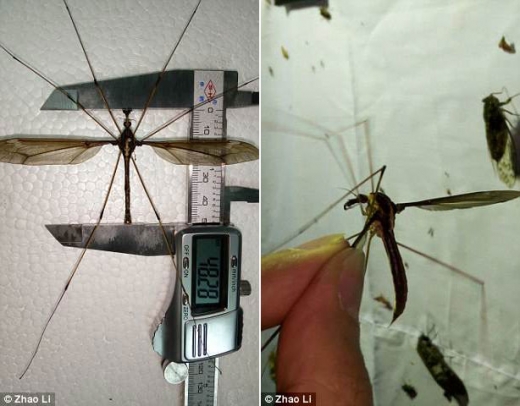 리 박사가 포획한 모기의 날개 길이는 11.15㎝로 측정됐다. 이는 일반적인 모기보다 약 10배 더 큰 것이라고 한다.
