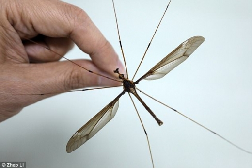 “이 모기는 수명이 약 일주일 정도이며 실제로 사람을 무는 종은 아니다”