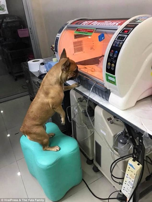 인큐베이터 앞을 떠나지 못하는 어미 개, 쿠마.