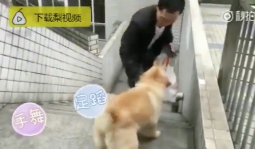 다른 사람들이 지나갈 때 꿈쩍도 안하던 숑숑은 주인만 보이면 흥분해서 꼬리를 흔들고 짖는다.