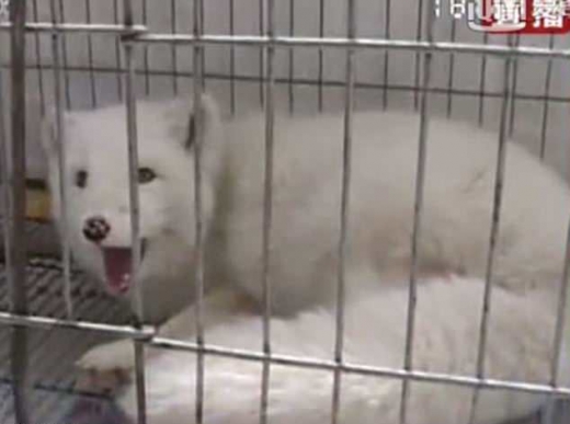 왕씨는 지난해부터 길러온 애완동물을 결국 동물원에 보내기로 마음 먹었다. 