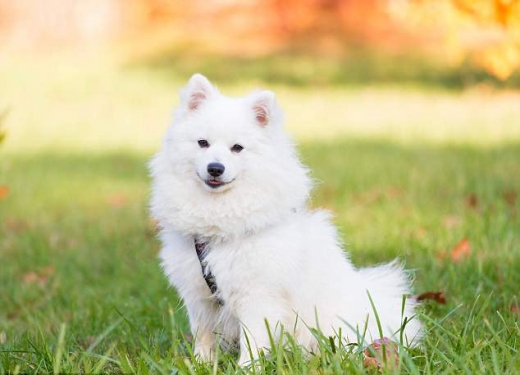 흰 여우와 닮은 실제 재패니즈 스피츠 품종.