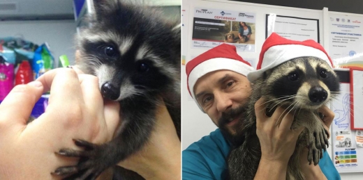 너구리 간호사 ‘야샤’는 어느새 지역 명물로 자리 잡았고, 크로토프의 동물병원에서 없어서 안 될 마스코트가 됐다.