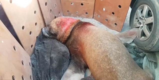 진통제를 맞고 맥없이 쓰러진 아기 바다 사자.