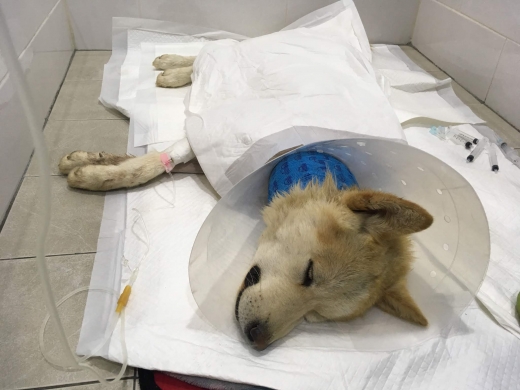 수술을 받고 회복 중인 양군이