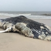 혹등고래 사체 美해변서 발견…사인은 ‘교통사고’