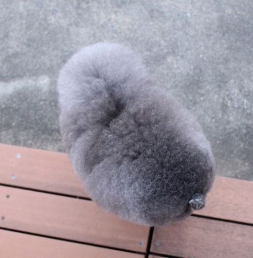 위에서 찍은 세서미의 모습.