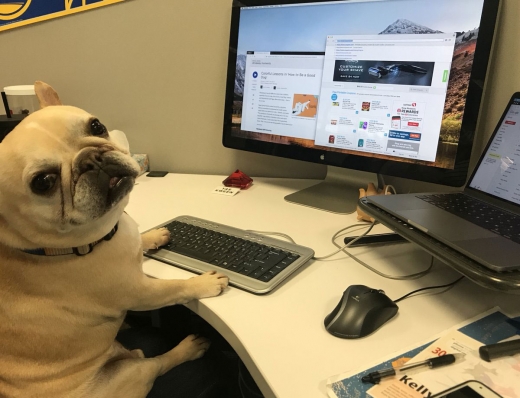 프랜치불독 맥스는 ‘최고 개 책임자’로 임명됐다.