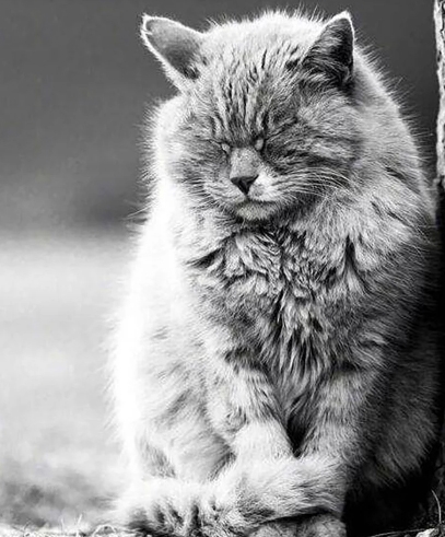 자금성 관리팀 관계자들이 올린 바이뎬의 모습