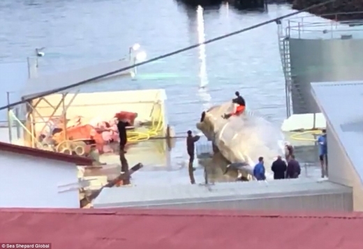 흐발루 8호 선원들은 대왕고래 위에 올라가 기념사진을 찍기도 했다.