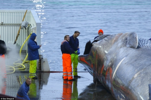 시셰퍼드 측은 “이 회사의 대표인 크리스탼 로프트손이 이 고래 역시 다른 참고래들과 마찬가지로 해체하라고 지시했다”고 주장했다.