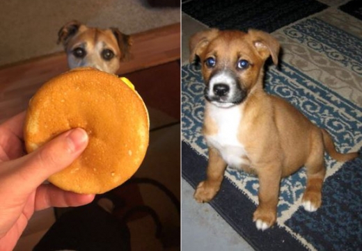 치즈버거는 어렸을 때부터 코디가 가장 좋아하는 음식이다.