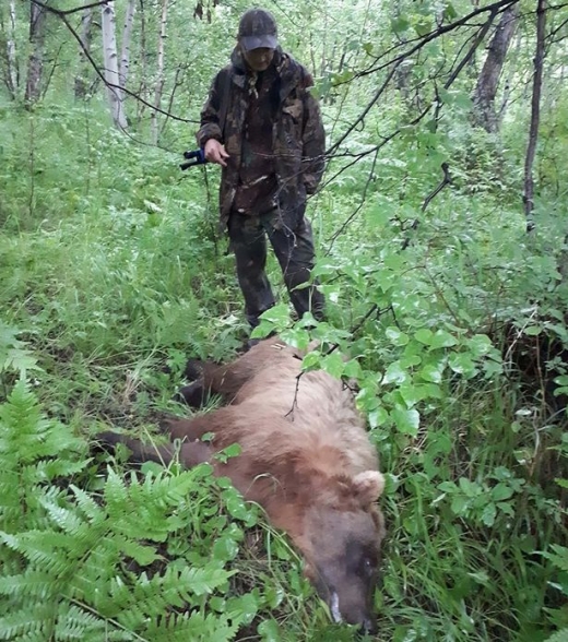 현장에서 야생 불곰 두 마리가 사냥꾼 총에 맞았다.