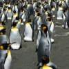 [와우! 과학] 멸종 몰리는 킹펭귄…30년 만에 개체수 90% 사라져