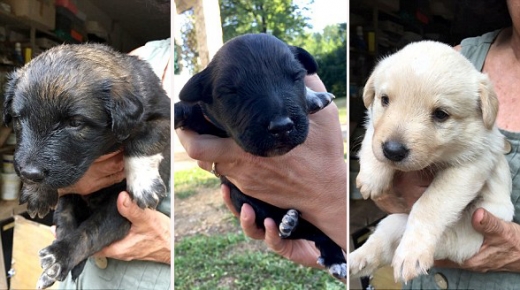 비닐 봉지에서 구조된 강아지 세 마리.