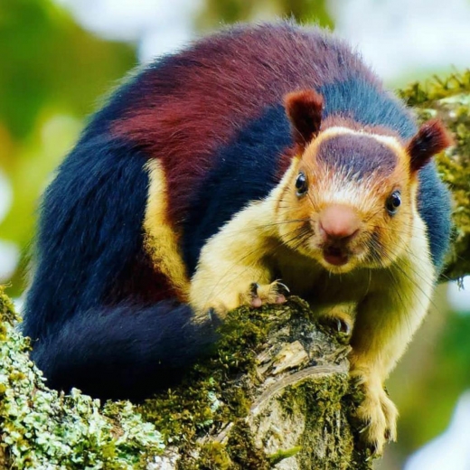 사진=wild_life000/인스타그램