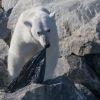비닐봉지 뜯어먹는 북극곰…쓰레기에 신음하다