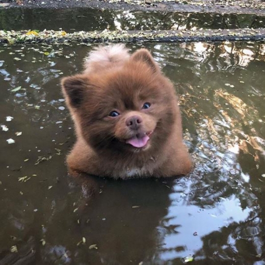 물속에서도 여유롭다.