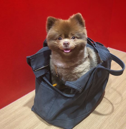 가방에서도 얌전히 있는다.